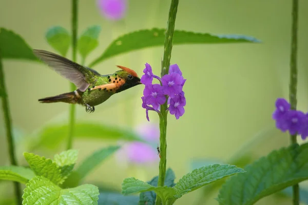 Coquete Adornado Voando Chupando Néctar Pequenas Flores Fundo Colorido — Fotografia de Stock