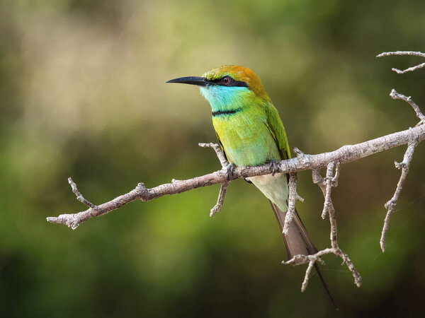 The Little Green Bee-eater, Merops orientalis is sitting on the twig, nice colorful background with interesting bokeh, Sri Lanka