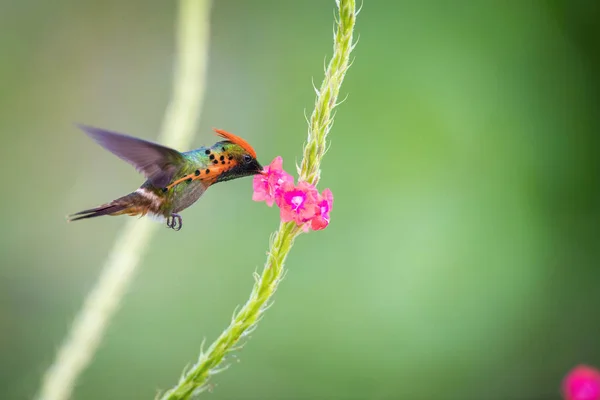 Coquete Adornado Voando Chupando Néctar Pequenas Flores Fundo Colorido — Fotografia de Stock