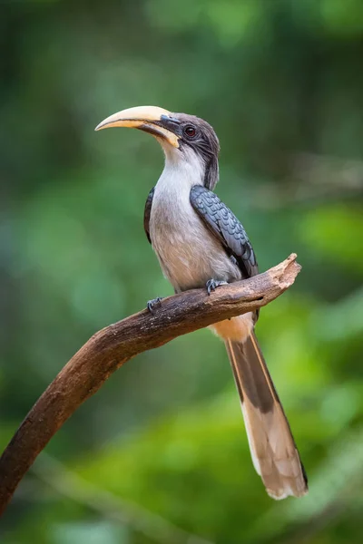 Srí Lanka Szürke Hornbill Ocyceros Gingalensis Pózol Ágon Csodálatos Festői — Stock Fotó
