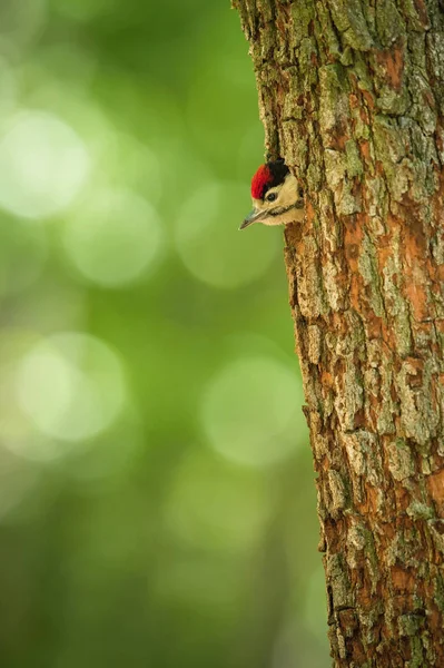 Gran Pájaro Carpintero Manchado Dendrocopos Major Está Alimentando Sus Polluelos — Foto de Stock