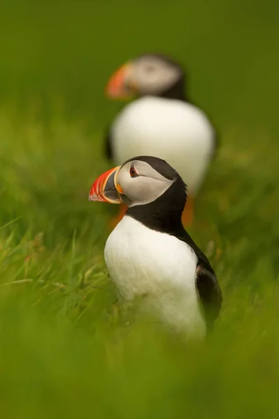 Atlantische Papegaaiduiker Fratercula Arctica Zit Het Groene Gras Klontert Tegen — Stockfoto