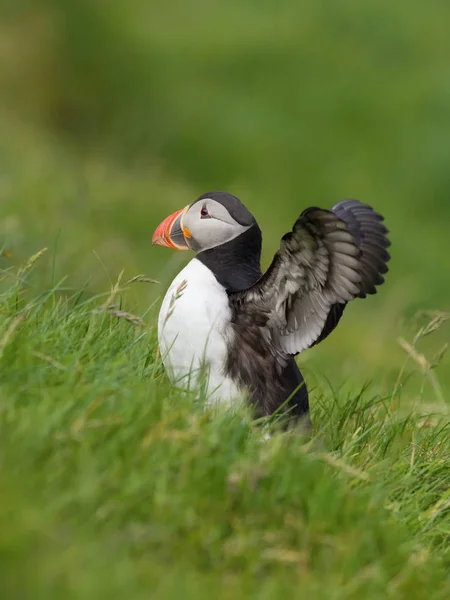Atlantik martısı, Fratercula arktika yeşil çimlerin üzerinde yuvasına kadar oturuyor. Faroe Adaları 'ndaki Mykines adlı küçük bir adadaki çimlerde tipik bir yuva ortamı.
