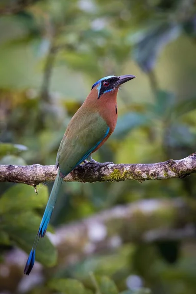 Die Trinidad Motmot Momotus Bahamensis Sitzt Und Posiert Auf Dem — Stockfoto