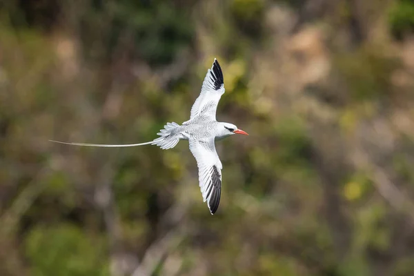 Κοκκινολαίμης Tropicbird Phaethon Aethereus Πετάει Πάνω Από Τον Κόλπο Tobag — Φωτογραφία Αρχείου