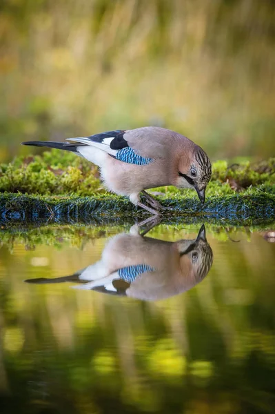 Sojka Obecná Garrulus Glandarius Sedět Lesa Napajedla Odráží Povrchu Příprava — Stock fotografie