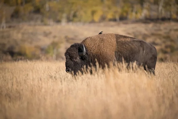 Bisonte Bisonte Bisonte Americano Está Pie Hierba Seca Ambiente Típico —  Fotos de Stock