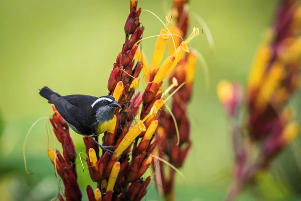 Bananaquit Está Sentado Increíble Flor Roja Amarilla Fondo Colorido — Foto de Stock