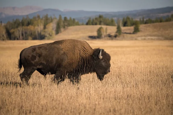 Bizon bizon, Amerikan bizonu, tipik bir sonbahar ortamı olan Yellowstone, Usa 'da kuru çimlerin üzerinde duruyor.