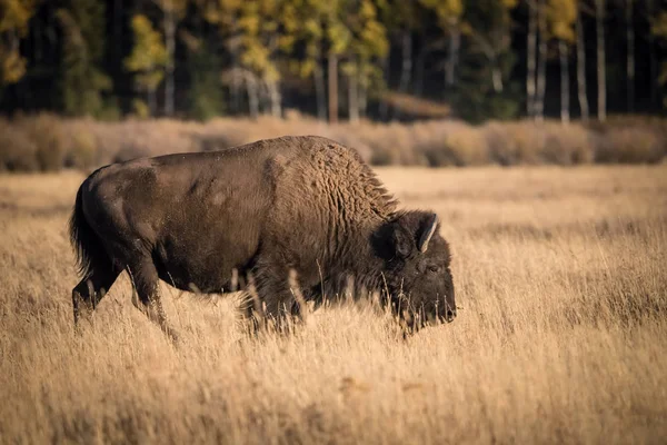 Bisonte Bisonte Bisonte Americano Piedi Erba Secca Nel Tipico Ambiente — Foto Stock