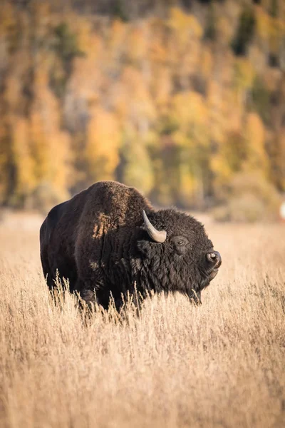 Bizon Bizon Amerikan Bizonu Tipik Bir Sonbahar Ortamı Olan Yellowstone — Stok fotoğraf