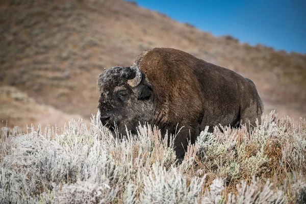 Bisonte Bisonte Bisão Americano Está Grama Seca Ambiente Típico Outono — Fotografia de Stock