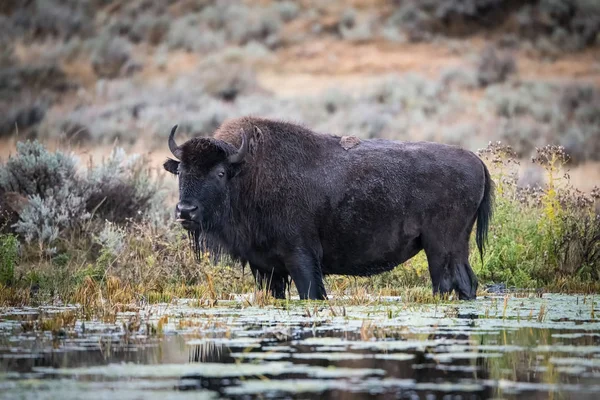 Bizon Bizon Amerikan Bizonu Tipik Bir Sonbahar Ortamı Olan Yellowstone — Stok fotoğraf