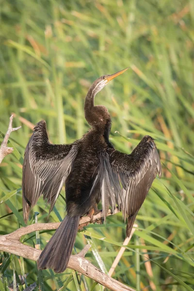 Oriental Darter Indiano Darter Anhinga Melanogaster Empoleirado Ramo Agradável Ambiente — Fotografia de Stock