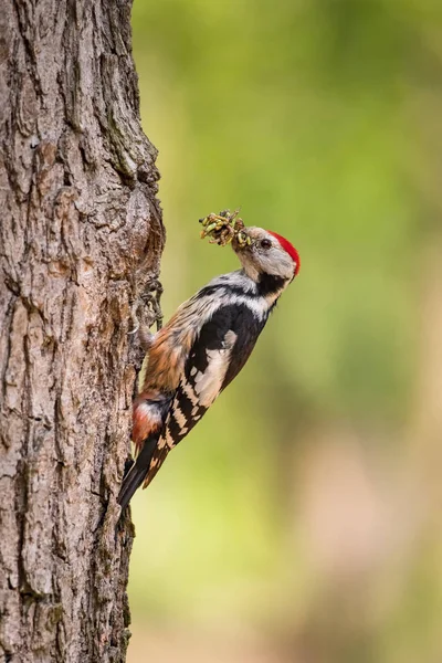 Dendrocopos Medius Mittelspecht Der Vogel Sitzt Während Der Brutzeit Neben — Stockfoto