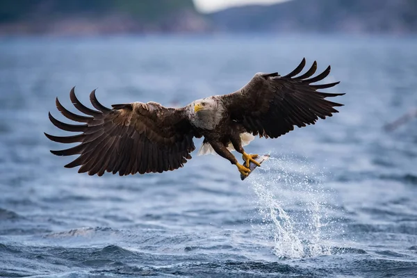 Beyaz kuyruklu Kartal, Haliaeetus albicilla sudan bir balık yakalamış, vahşi hayatın renkli bir ortamı. Ayrıca Ern, Erne, Gri Kartal, Avrasya Deniz Kartalı olarak da bilinir. Güzel yaz geçmişi.