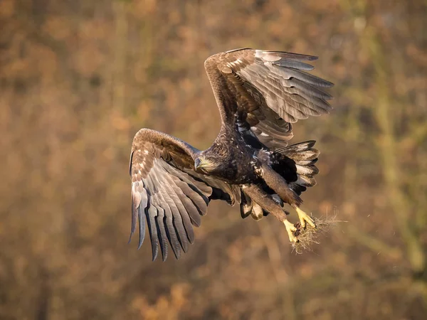 Ak kuyruklu kartal Haliaeetus albicilla yaban hayatı sonbahar renk ortamında uçuyor. Ern olarak da bilinen Erne, gri kartal, Avrasya deniz kartal. Güzel sonbahar renkli arka plan