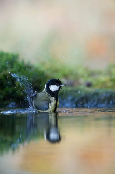 Grande Tit Banho Lago Floresta Luz Dourada Incrível — Fotografia de Stock