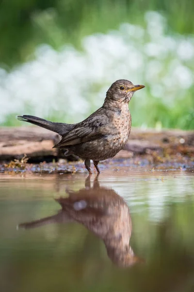 Pájaro Negro Común Está Sentado Pozo Agua Bosque Reflejando Superficie — Foto de Stock