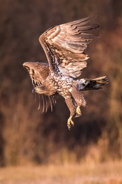 Rétisas Haliaeetus Albicilla Repülő Őszi Színes Környezetben Vadon Élő Állatok — Stock Fotó