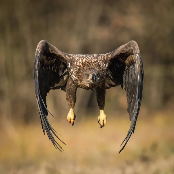Ak kuyruklu kartal Haliaeetus albicilla yaban hayatı sonbahar renk ortamında uçuyor. Ern olarak da bilinen Erne, gri kartal, Avrasya deniz kartal. Güzel sonbahar renkli arka plan