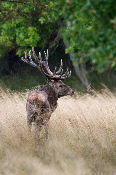 Kızıl Geyik Cervus Elaphus Tipik Sonbahar Ortamda Kuru Görkemli Hayvan — Stok fotoğraf