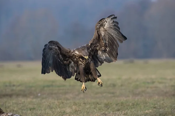 Zeearend Vliegt Het Late Herfstland — Stockfoto