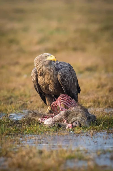Den Vita Örnen Äter Upp Den Döda Vildsvinen — Stockfoto