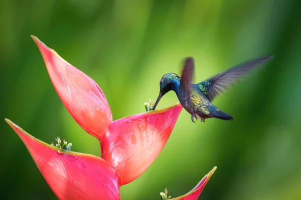 Hummingbird Hovering Drinking Nectar Beautiful Flower Rain Forest Flying Black — Stock Photo, Image