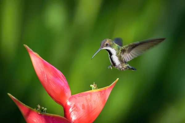 Beija Flor Está Pairando Bebendo Néctar Bela Flor Floresta Tropical — Fotografia de Stock