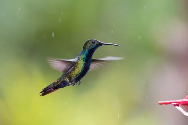 Hummingbird Hovering Drinking Nectar Beautiful Flower Rain Forest Flying Black — Stock Photo, Image