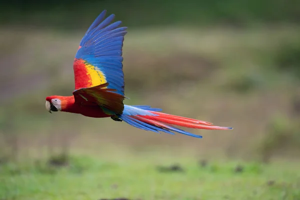 Ara Macao Scarlet Macaw Papuga Lata Miłym Naturalnym Środowisku Kostaryki — Zdjęcie stockowe