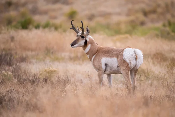 Antilocapra americana, Pronghorn, tipik bir sonbahar ortamı olan kuru çimenlerin üzerinde boynuzlarını gururla takmış, yumurtlayan bir arka için savaşmaya hazır, Yellowstone, Us
