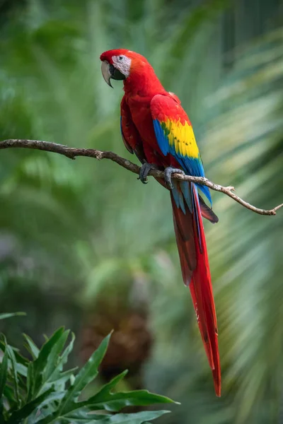 Ara Macao Scarlet Macaw Papoušek Usazen Větvi Pěkném Přírodním Prostředí Stock Snímky