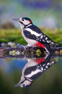 Büyük ağaçkakan, orman su birikintisinin yüzey, banyo, renkli arka plan ve güzel yumuşak ışık için hazırlık yansıtan Dendrocopos büyük oturuyor 