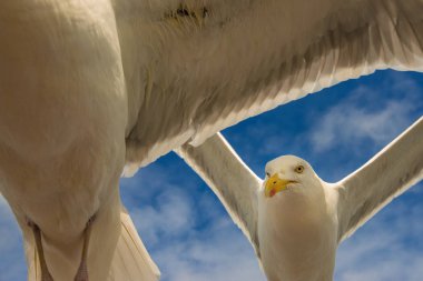Avrupa ringa martı Larus Argentatus, mavi gökyüzü arka planında uçuyor, Norveç