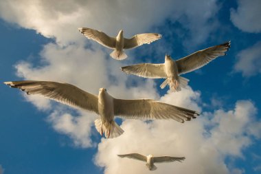 Avrupa ringa martı Larus Argentatus, mavi gökyüzü arka planında uçuyor, Norveç