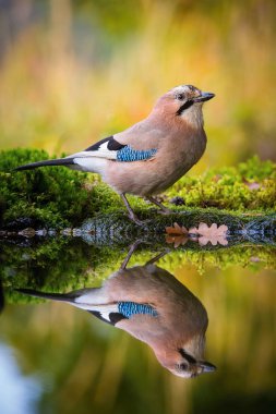 Bayağı alakarga, Garrulus glandarius orman su birikintisinin oturan, yüzey yansıtan, banyo, renkli arka plan ve güzel yumuşak ışık, güzel tipik mavi kanat s tüyleri için hazırlanıyor