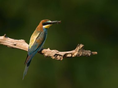 Avrupalı arı yiyiciler, merops meriaster oturmakta ve güzel bir dalda gösteriş yapmaktadır, kırmızı gözler, çiftleşme mevsiminde, güzel renkli arka plan ve yumuşak altın ışık, Çek Cumhuriyeti