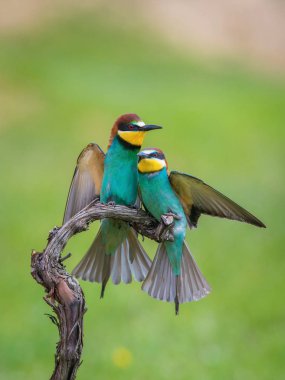 Avrupa Bee-eaters, arı kuşu apiaster oturuyorsun ve güzel bir dalda çiftleşme sezonu, güzel renkli arka plan ve yumuşak altın ışık çiftleşme sırasında açılan kanatları, Czechi