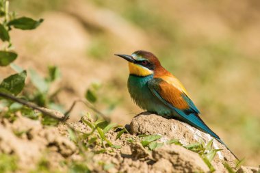 Avrupa Bee-eaters arı kuşu apiaster oturuyor ve güzel bir dalda gösteriş, bazı böcek gagasında, sezon, güzel renkli arka plan ve yumuşak altın ışık, Çekya çiftleşme sırasında vardır