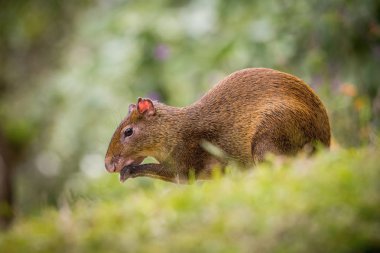 Orta Amerika agouti, Dasyprocta punctata çimlerin üzerinde oturuyor ve yiyor yeşil arka plan, düşük açı, Kosta Rika 'nın yağmur ormanı tipik ortamı 