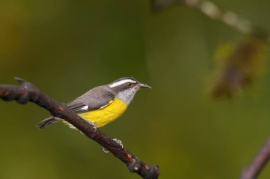 The Bananaquit is sitting on the amazing red and yellow bloom in colorful backgound clipart