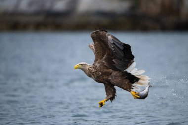 Beyaz kuyruklu Kartal, Haliaeetus albicilla sudan bir balık yakalamış, vahşi hayatın renkli bir ortamı. Ayrıca Ern, Erne, Gri Kartal, Avrasya Deniz Kartalı olarak da bilinir. Güzel yaz geçmişi..