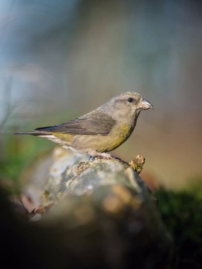 The Red Crossbill, Loxia curvirostra is sitting at the waterhole in the forest, reflecting on the surface, preparing for the bath, colorful backgound with some flowe clipart