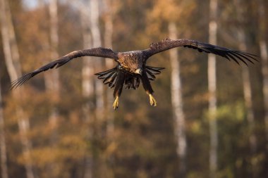 Ak kuyruklu kartal Haliaeetus albicilla yaban hayatı sonbahar renk ortamında uçuyor. Ern olarak da bilinen Erne, gri kartal, Avrasya deniz kartal. Güzel sonbahar renkli arka plan