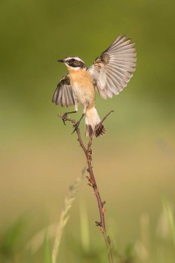 Whinchat, Saxicola Rubetra oturuyor ve yuvasının yanında, yeşil arka planda bir yerde, yuvalanma için tipik bir ortam, altın ışık, Çek Cumhuriyeti 