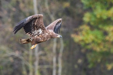 Ak kuyruklu kartal Haliaeetus albicilla yaban hayatı sonbahar renk ortamında uçuyor. Ern olarak da bilinen Erne, gri kartal, Avrasya deniz kartal. Güzel sonbahar renkli arka plan