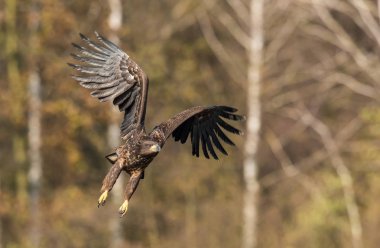Ak kuyruklu kartal Haliaeetus albicilla yaban hayatı sonbahar renk ortamında uçuyor. Ern olarak da bilinen Erne, gri kartal, Avrasya deniz kartal. Güzel sonbahar renkli arka plan