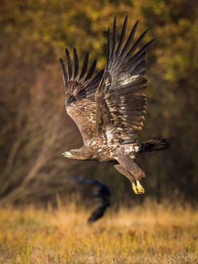Ak kuyruklu kartal Haliaeetus albicilla yaban hayatı sonbahar renk ortamında uçuyor. Ern olarak da bilinen Erne, gri kartal, Avrasya deniz kartal. Güzel sonbahar renkli arka plan